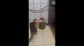 Cat opens tin jar at night in Guangdong province