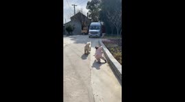Toddler falls while being pulled by pet dog, dog returns to comfort in Jiangsu, China