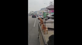Dog prevents another from escaping by pulling it down from metal fence in Sichuan, China