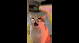 Teasing cat reaches peak annoyance in Jiangsu, China
