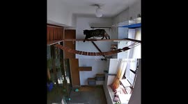 Cat trips and hangs on beam before jumping to safety in Zhejiang, China