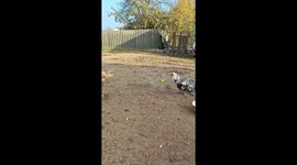 Beautiful chickens roam and eat apples in Nesvizh