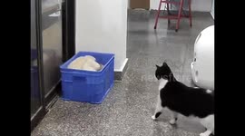Cats caught fighting inside a crate in Zhejiang, China