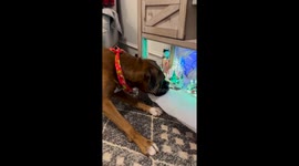 Pet dog wants to play with new decorations in Clayton, North Carolina, USA