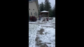 Pup Wants To Sled Too