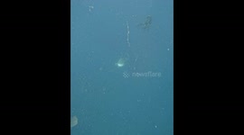 Diver Redirects Approaching Tiger Shark