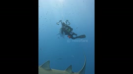 Tiger Shark Wants Bite Of Diver's Camera