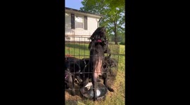 Cute puppy turns out be an escape artist after climbing out of its playpen