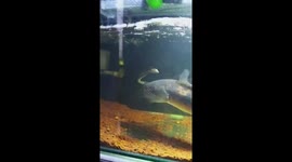 Ravenous Channa fish battles baby cobra before eating it