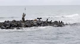 Some cormorants and a seagull on the cliff surrounding the statue of Neptune on a winter morning in January at Lido di Ostia in Rome.ome.