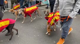 Hundreds of dogs march in Central London in protest against hunting with dogs in Spain