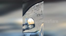 US: Mule Deer Rescued After a Month Trapped in Tomato Cage in Hotchkiss