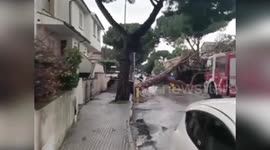 Italy: Fallen Tree Blocks Road as Storms Batter Cecina