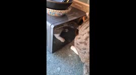 Cat opens microwave on its own