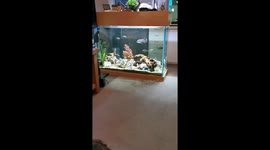 Exclusive: Fish go crazy for laser light