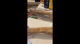 Live Mouse Found in Sealed Package