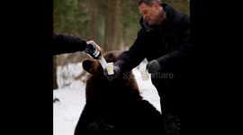 Oso Pardo Tom