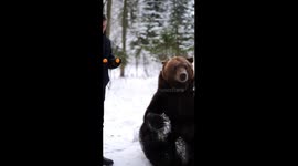 Tame brown bear named Tom enjoys some fruit