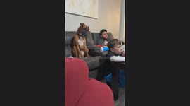 Boxer Dog Confused by Boy's Actions