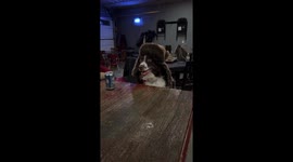 When You Are Bored at Home and the Dog Wants to Hang Out With You