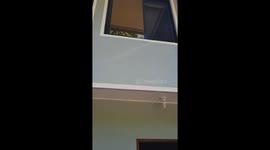 We saved a beautiful little injured bird and it flew away on injured