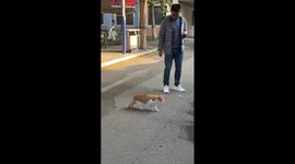 Cats freeze mid-walk in China, look like a real-life glitch