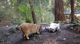 Rescued bobcats enjoy new life in park in Washington