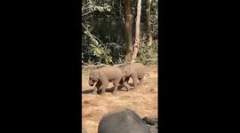 Playful moments of baby elephants in China's Yunnan
