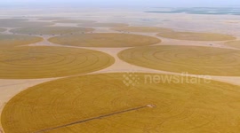 Egypt's processed food exports hit record 6.1 bln USD in 2024, up 21 pct