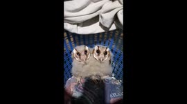 Barn owl chicks dance synchronously while eating chicken meat