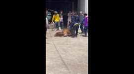 Sleepy cow too lazy to walk needs to be dragged away