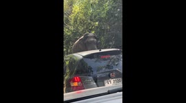 Wild elephant leaves drivers terrified as it walks among vehicles