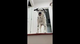 Pet Dalmatian tries to smile with adorably awkward result