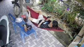 Trouser snake! Serpent slithers into man's shorts as he chills on hammock