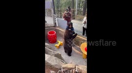 Chinese zookeeper wrestling bear cub during 'routine playtime' captures public attention