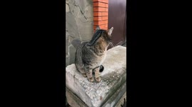Cat angrily responds to owner in Kyiv, Ukraine