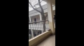 Cat rescued from tree in Lahore