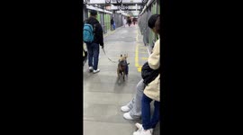 Dog carries cat on its back in Bogota, Colombia