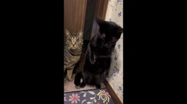Two cats jump back in startled reaction