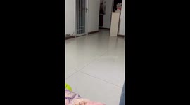 Samoyed dog jumps and falls in Henan, China