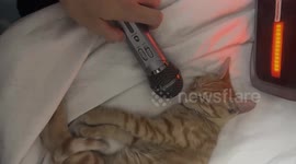 Pet cat enjoys sleeping beside microphone in Guangdong, China