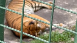 Tiger at Johor Bahru zoo in Malaysia has itchy ear