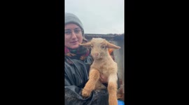 Woman teases and comforts baby goat in Çanakkale, Turkey