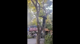 Man almost falls while cutting branches in Jiangsu, China