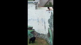 Primate throws power bank back to owner in Shandong zoo