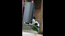 Cat startled by alligator doll in Demak, Java, Indonesia