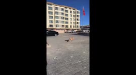 Dog knocks girl down in Inner Mongolia, China