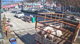 Goat escapes truck and runs across road in Shandong province