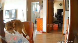 Security video captures cat mumbling angrily in Sichuan, China