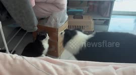 Dog plays with uninterested cat in Heilongjiang, China